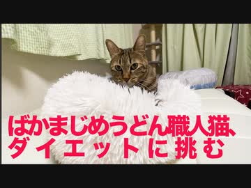 ばかまじめ次男坊猫、ダイエットに挑戦する