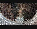 [ハンドリング]タランチュラ飼育日記その７７[噛まれん？大丈夫？]