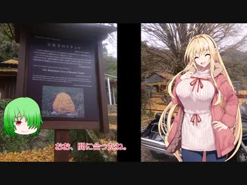 マキさん、イントルーダーで出掛けましょう。第４回黄色い絨毯を見に行きましょう。