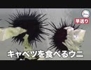キャベツを食べるうっにぃは