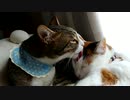 ひとくちねこ動画　兄弟を毛づくろい