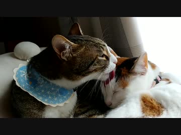 ひとくちねこ動画　兄弟を毛づくろい