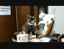 ひとくちねこ動画　兄弟喧嘩もしたり