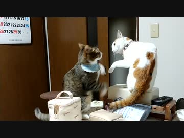 ひとくちねこ動画 兄弟喧嘩もしたり - nicozon