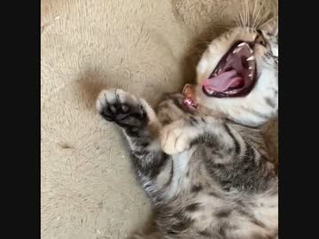 人気の アクビ 動画 284本 6 ニコニコ動画