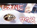 【食べるの？】レオパにマウスをあげてみた