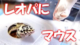 人気の 動物 爬虫類 動画 1 1本 2 ニコニコ動画