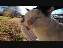 台風が接近した後の野良猫の安否確認へ行ったら元気にモフらせてくれた