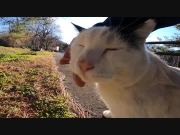 台風が接近した後の野良猫の安否確認へ行ったら元気にモフらせてくれた