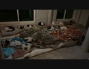 風に聞け　２１０１２７　Buckeye Bonzai - Vans in Japan