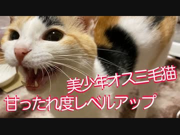 美少年オス三毛猫、甘ったれ度合いがレベルアップする