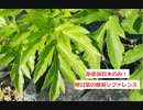 【スパイスを知ろう！】明日葉を知ろう！【part60】
