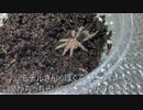 [黒猫が好き]タランチュラ飼育日記その７８[猫と家が欲しい]