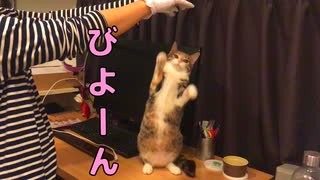 立ち上がって伸び～るネコがこちらです…ｗ