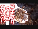 3000匹のゴキブリのウ○コを集めて臭いを嗅いでみた結果、、【掃除の方法も紹介】