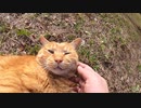【ASMR】公園で出会った茶トラ猫をモフったら大音量のゴロゴロに驚いた