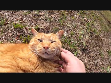 【ASMR】公園で出会った茶トラ猫をモフったら大音量のゴロゴロに驚いた
