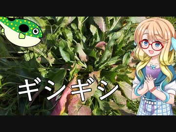 そらさんとお外で食材探し４　～ギシギシ～