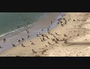 鳥さん達の陽向(ひなた)ぼっこ&海水浴