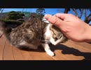 警戒心が強い仔猫にそっと近づいてトントン、ナデナデしたらどうなるか試みた