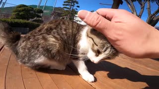 警戒心が強い仔猫にそっと近づいてトントン、ナデナデしたらどうなるか試みた