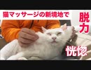 オッドアイの白珍獣、猫マッサージでうっとりする