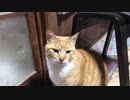 手を嗅ぐ猫