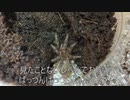 [パンパンなお腹]タランチュラ飼育日記その７９[圧倒的魅力]