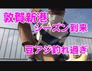 【サビキ釣り】アジ釣り放題！敦賀新港で大量の豆アジ！アジのシーズンです！