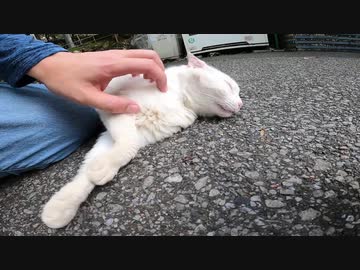 お寺の広場でモフらせてくれる真っ白な猫様がいたゾ