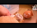 ハムスター飼いました。その113～2021年1月だよ!!体重測定だよ!!～