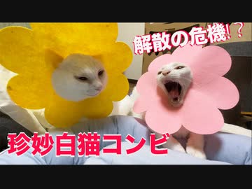 珍妙白猫コンビ、毎日が解散の危機⁉︎