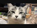 タタルさんを捜すアルフィノ　＃212