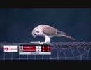 【MLB】メジャーの動物乱入集 Part 2