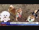 もふもふ集団による恐喝にご注意ください【柴犬ももっぷと愉快な仲間たち】