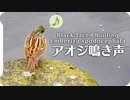 【鳥の鳴き声】アオジの鳴き声02地鳴きオス