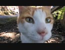 神社の猫様たちは参拝者にモフられるのが日常ですｗ