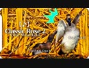 【鳥と音楽】キンクロハジロがオカヨシガモを襲う 穏やかポップ Classic Rose 2 Vibe Mountain