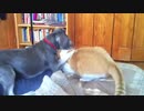 犬（ミニチュアシュナウザー）ｖｓ猫その８