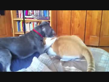 犬（ミニチュアシュナウザー）ｖｓ猫その８