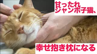 キレたバターナイフ猫、待ち伏せして熱い出迎えをする