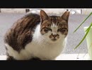 healing cat (=^^=) 癒し猫