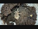 []タランチュラ飼育日記その８1[]