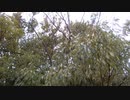 風と木々のざわめく音