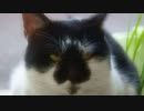 healing cat (=^^=) 癒し猫２