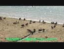 鳥さんの海水浴での驚き行動！？