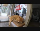 フェリー乗り場の茶トラ猫「今日は猫島に行ってもいいニャ」