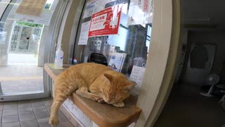 フェリー乗り場の茶トラ猫「今日は猫島に行ってもいいニャ」