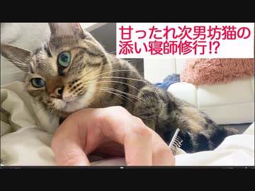 甘ったれ次男坊猫、添い寝師の修行をする