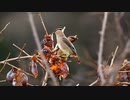 Nikon 和のテイスト　にこにこ版